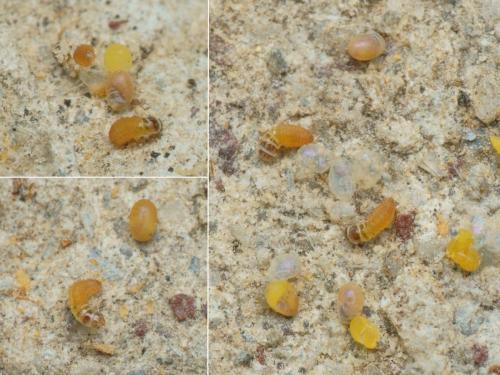 Penestoglossa dardoinella